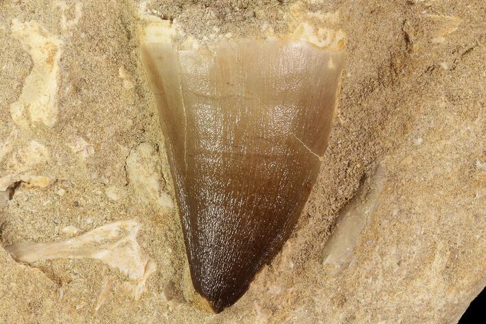 Mosasaur (Prognathodon) Tooth In Rock - Nice Tooth #91443